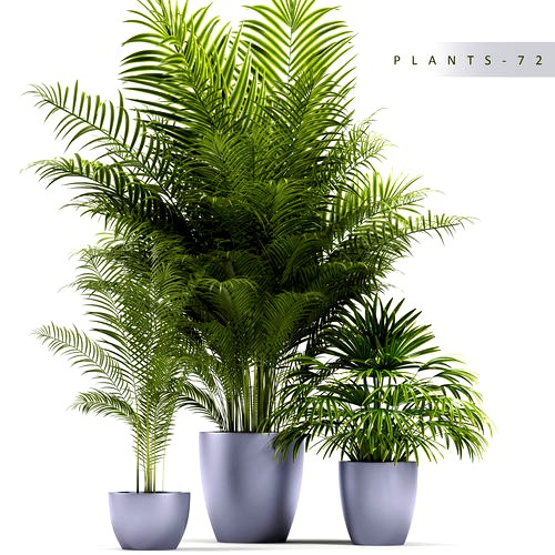 Plants 72