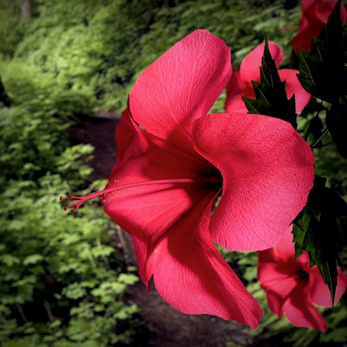 Hibiscus Flower 3D Model