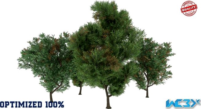 Melia Azedarach Trees Optimized