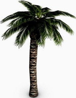 Palm Tree 3D Model