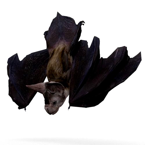 Vampire Bat Animated