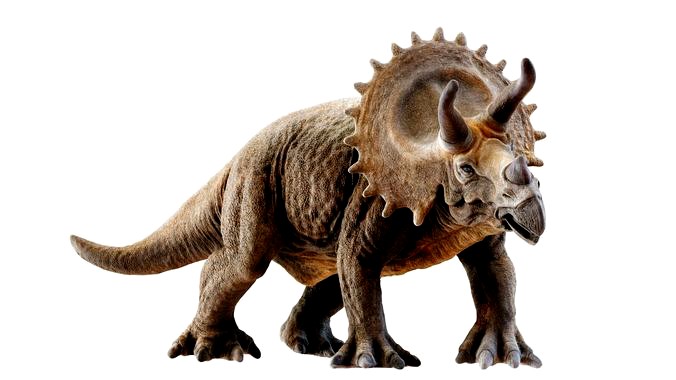 Triceratops dinosaur