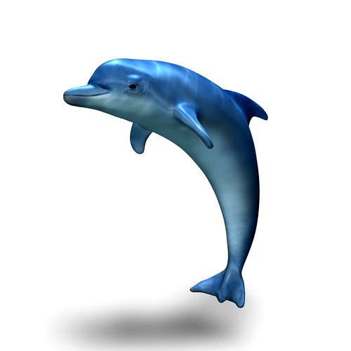 Dolphin