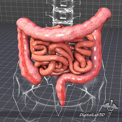 Human Large and Small Intestines