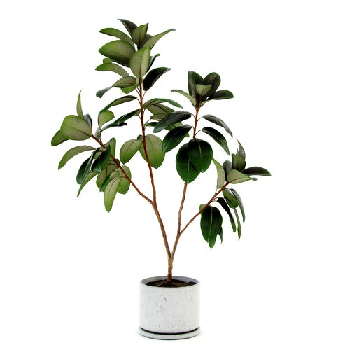 Ficus elastica decora large