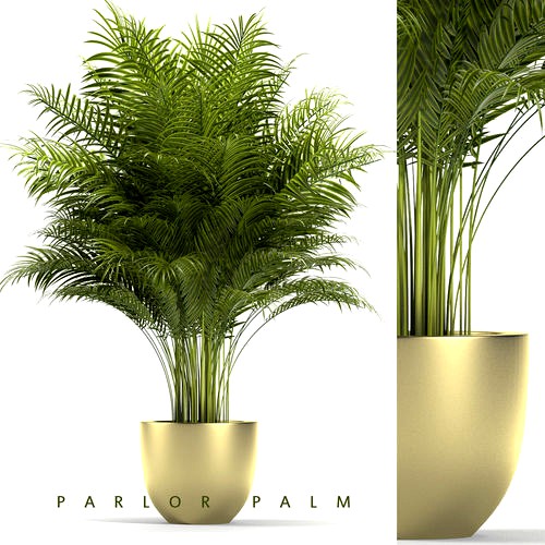 Plant 67