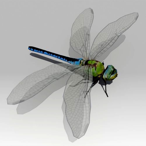 Dragonfly Animated