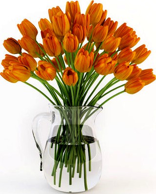 Tulips in a jug