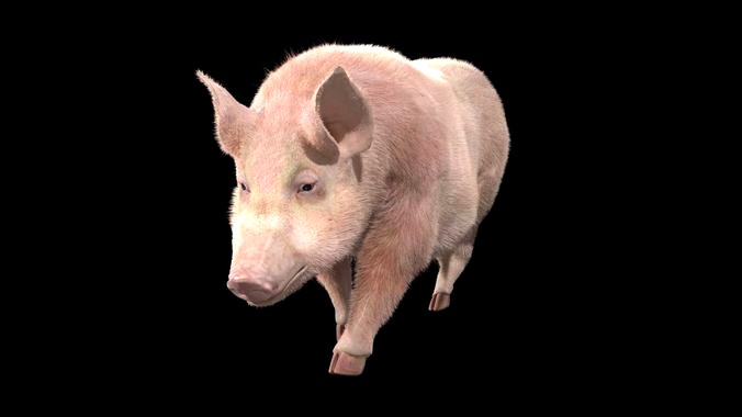 Pig rigging For 3Dmax 3D model