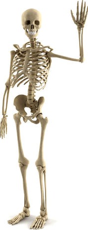 Human skeleton