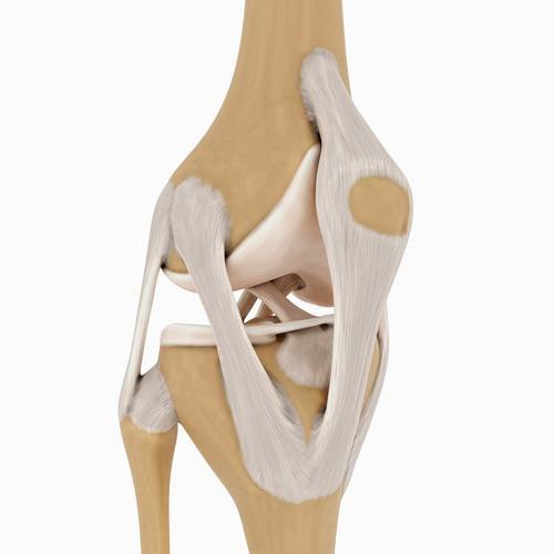 Knee-joint
