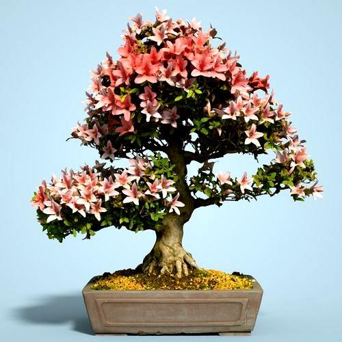 Satsuki Bonsai Tree Blossom 10