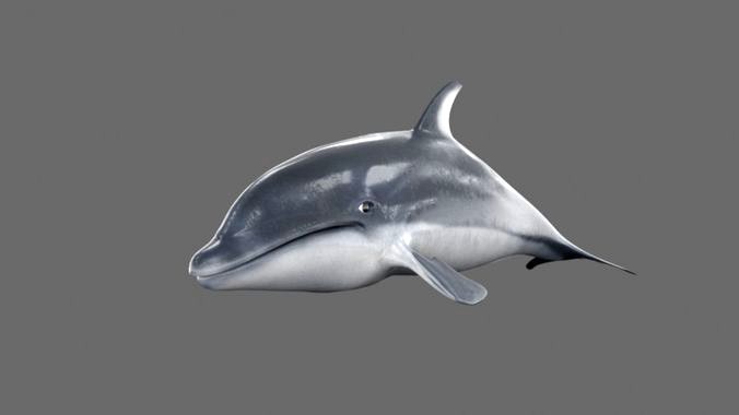 Dolphin