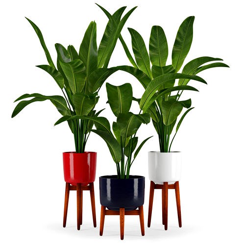 Banana Palm three