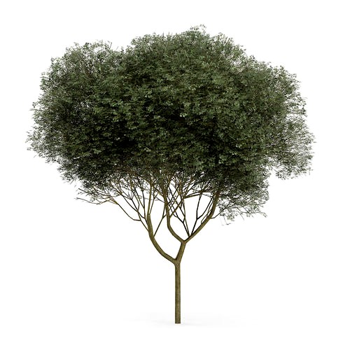 Sycamore Maple Acer pseudoplatanus L 11m
