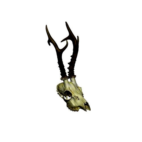 Antlers Deer European