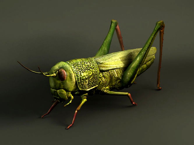 grasshopper