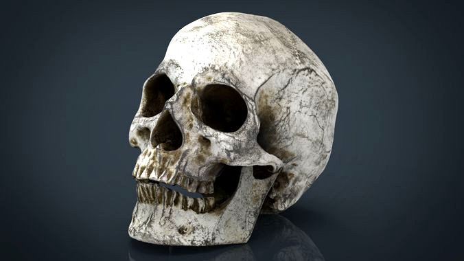 Skull and Jaw