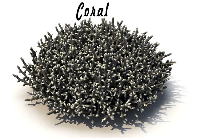 Coral