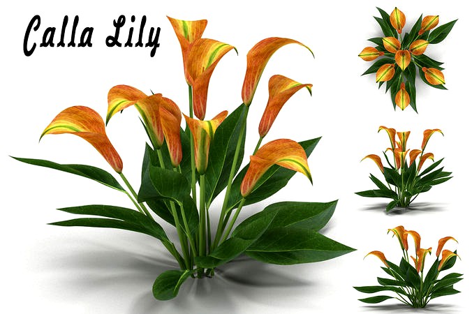 Calla Lily orange