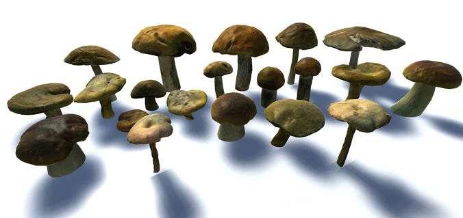 Forest Mushrooms