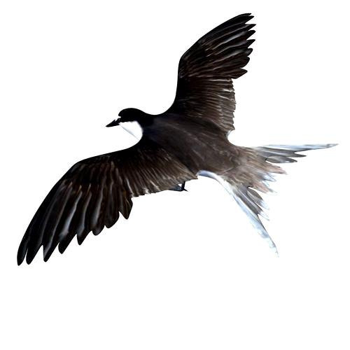Bridled Tern