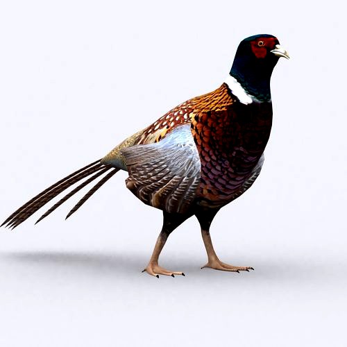 3DRT - Pheasant