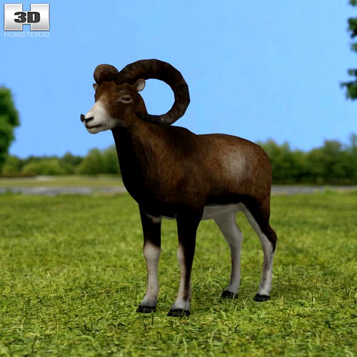 Mouflon