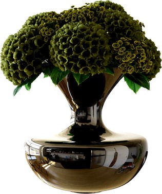 hydrangea in vase