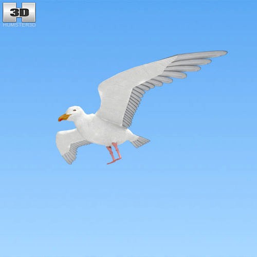 Common Gull