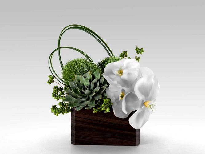 Phalaenopsis Orchid And Succulents in Box