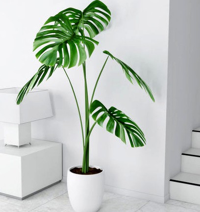 Monstera 02