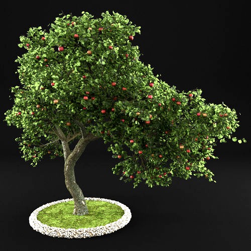 Apple tree