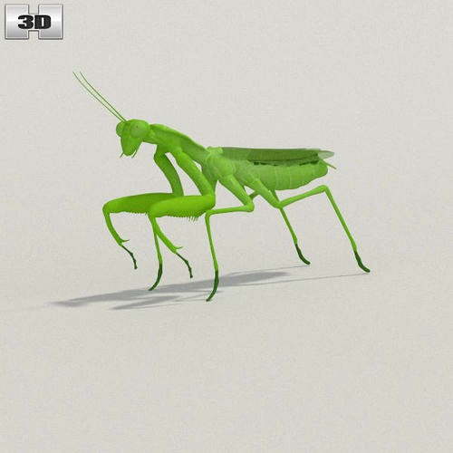 Mantis