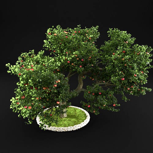 Apple tree