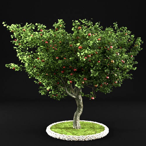 Apple tree