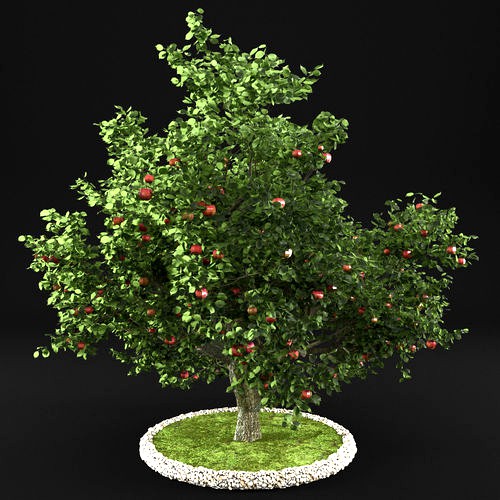 Apple tree