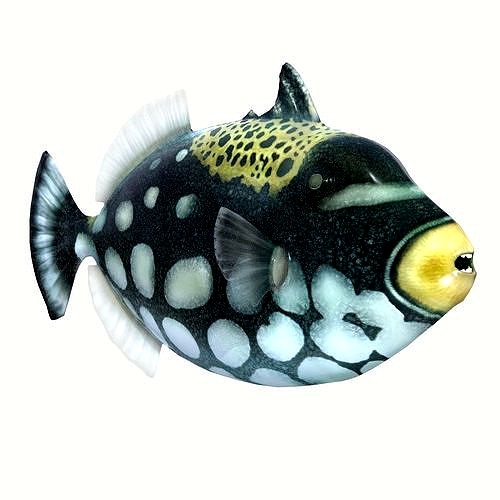 Clown Triggerfish