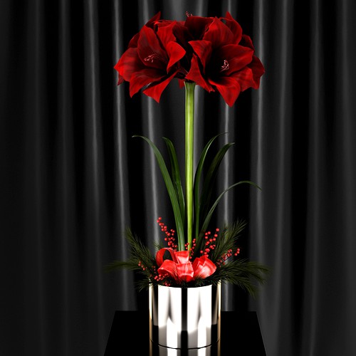 Amaryllis  Arrangement 2