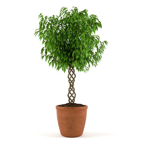 Ficus Benjamina