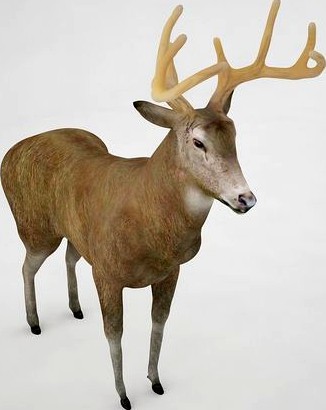 Buck 3D