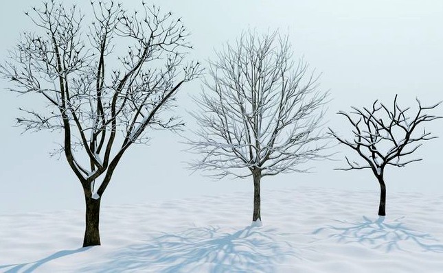 Snow tree2