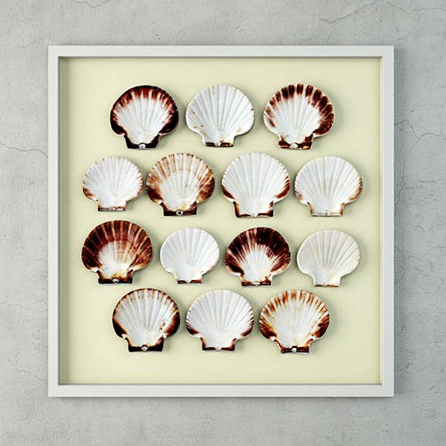 Scallop Shells