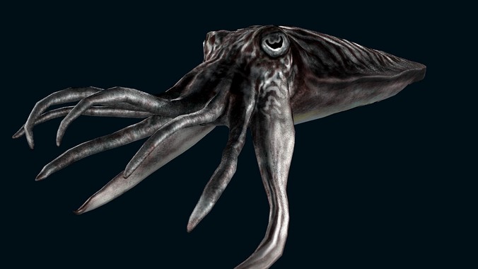 Cuttlefish
