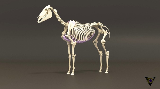 Horse skeleton model