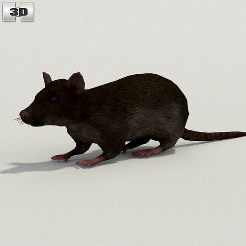 Common Rat