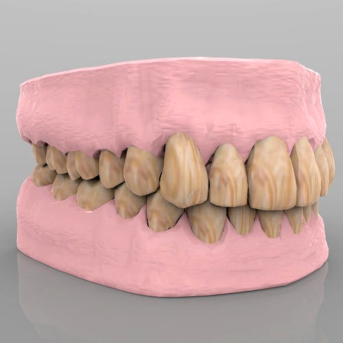 Teeth 2 with Gums and Texture 3d model
