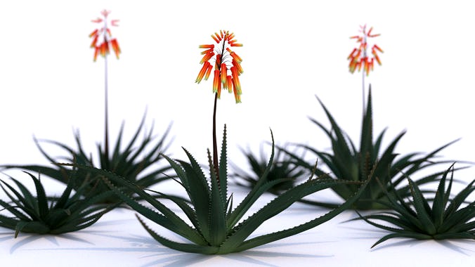 Aloe Vera Flower