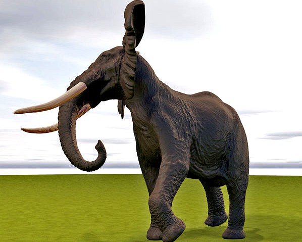 African Elephant detailed model