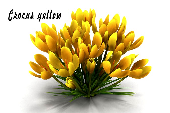 Crocus yellow